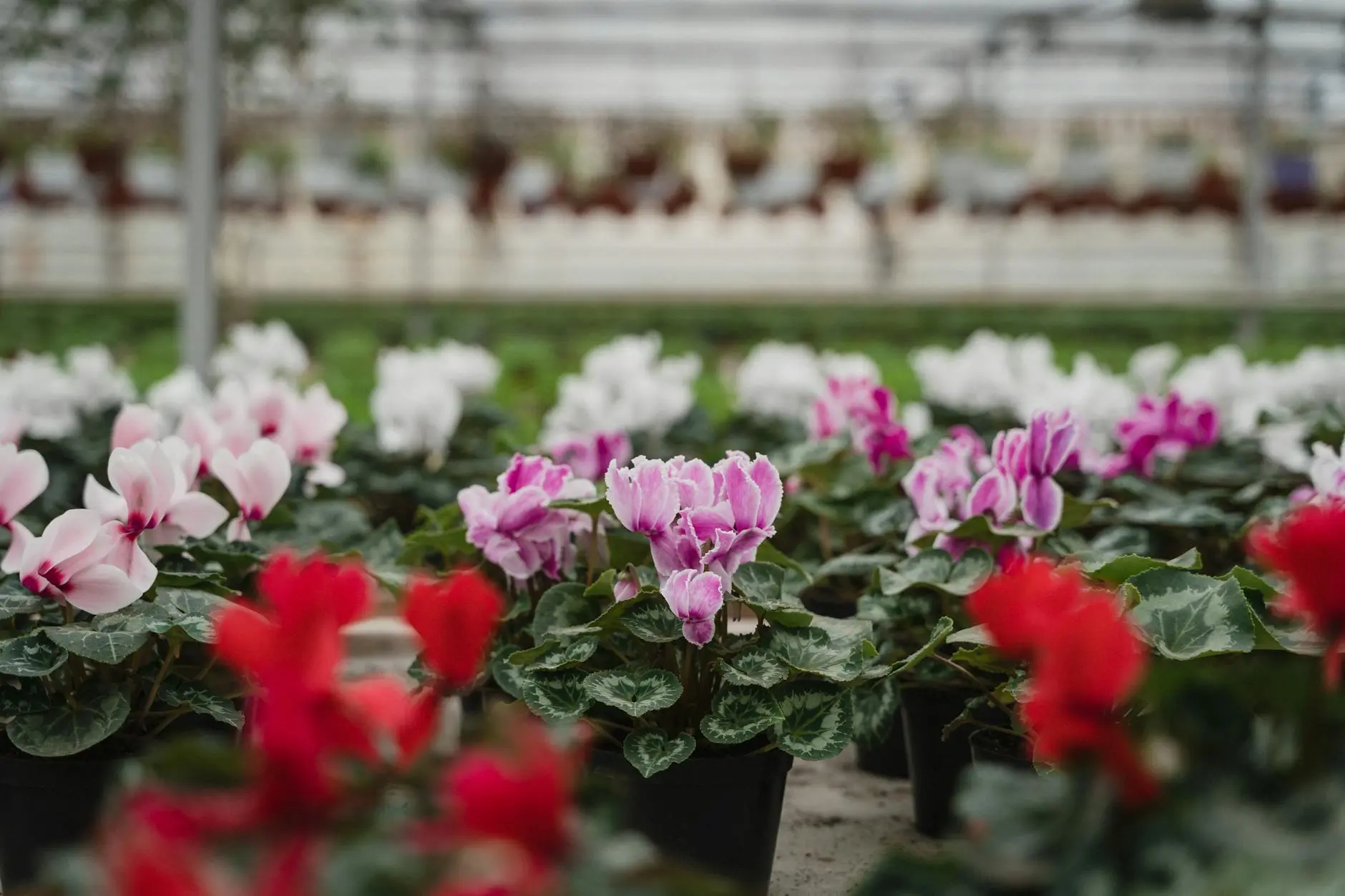Cyclamen: Growing, Planting & Caring for These Unique Bulbs Discover how to grow, plant, and care for cyclamen bulbs indoors and outdoors for stunning seasonal color and long-lasting blooms.