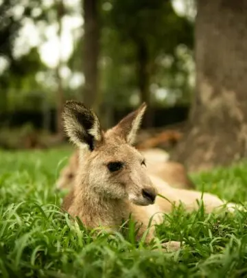Discover the adorable 'fluffy little dragon' whose mythical looks and charming behavior have made it an internet sensation.