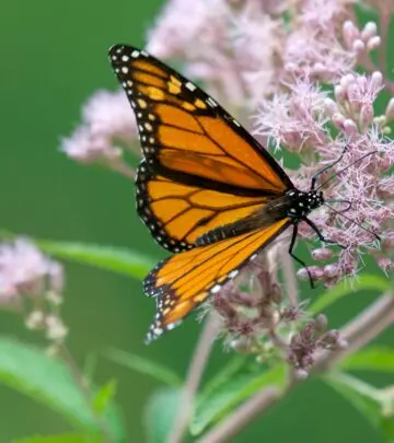 Discover the beauty, care tips, and ecological value of Joe Pye Weed, the pollinator-friendly native perennial with dramatic summer blooms.