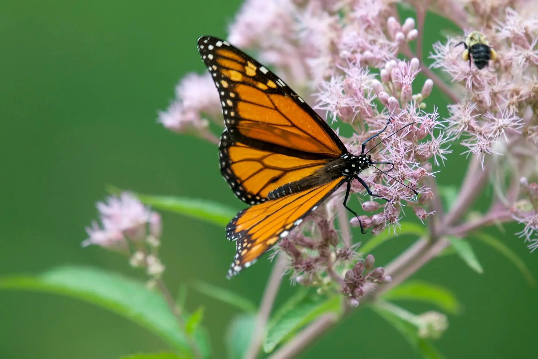 Joe Pye Weed: A Native Marvel for Pollinator Gardens Discover the beauty, care tips, and ecological value of Joe Pye Weed, the pollinator-friendly native perennial with dramatic summer blooms.