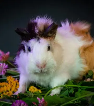 Discover if celery is safe for guinea pigs, potential health benefits, choking risks, and how to prepare it for your pet.