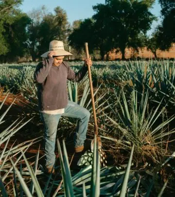 All you need to know about cultivating, caring for, and admiring agave succulents in your garden or home.
