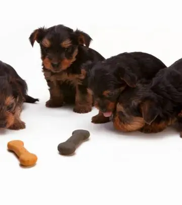 Everything you need to know about puppuccinos, from veterinary safety advice to fun alternatives and FAQ.