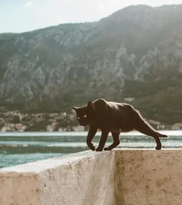 Cats are born with the ability to swim, but most prefer to keep their paws dry. Here’s what you need to know about feline swimming behaviors, safety, and the breeds that break the stereotype.