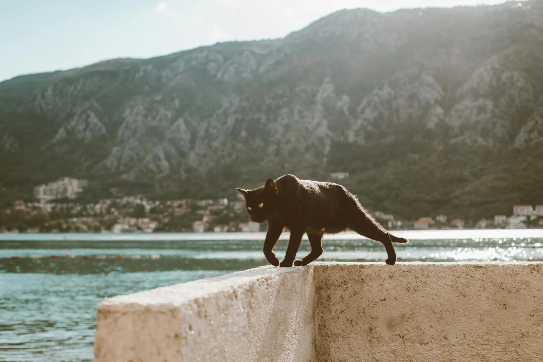 Can Cats Swim? The Surprising Truth About Feline Water Skills Cats are born with the ability to swim, but most prefer to keep their paws dry. Here’s what you need to know about feline swimming behaviors, safety, and the breeds that break the stereotype.