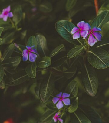 A Complete Guide to Growing Annual Vinca Flowers