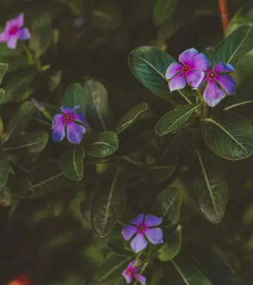 Discover stunning blooms all season long with easy tips for vibrant garden success!