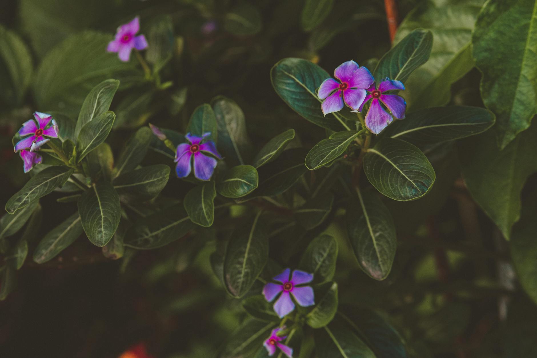 A Complete Guide to Growing Annual Vinca Flowers_image