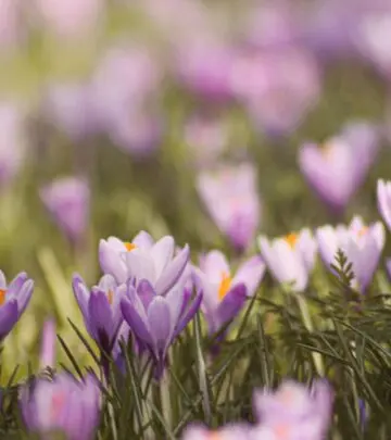 Discover the charm, varieties, and essential growing tips for crocus, one of the first flowers to brighten gardens after winter.