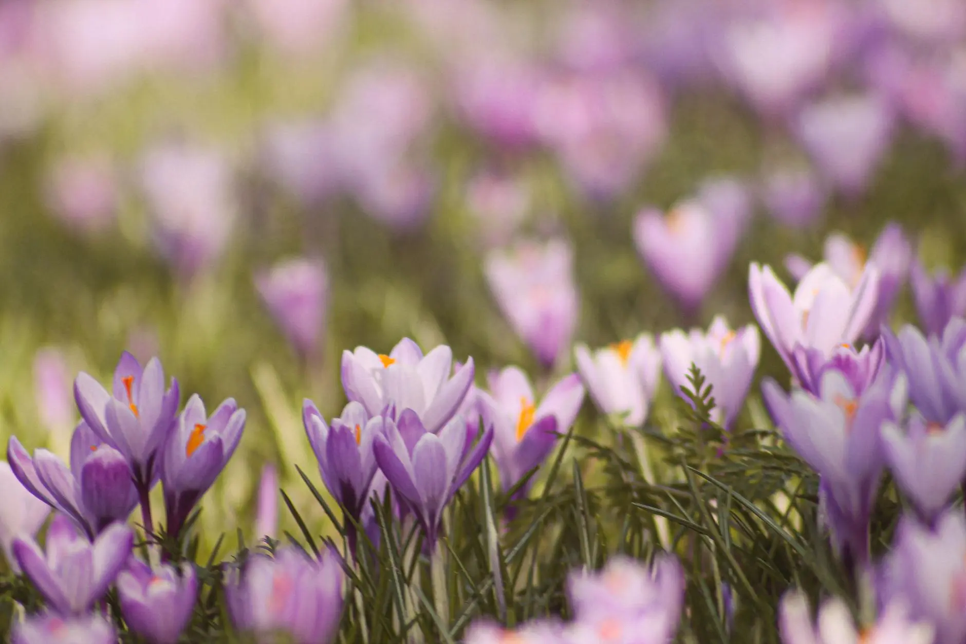 Crocus Flowers: Early Spring Jewels for Every Garden Discover the charm, varieties, and essential growing tips for crocus, one of the first flowers to brighten gardens after winter.