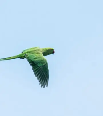 Discover what truly affects parakeet lifespan, from genetics to care, and learn how to help your feathered friend thrive for years.