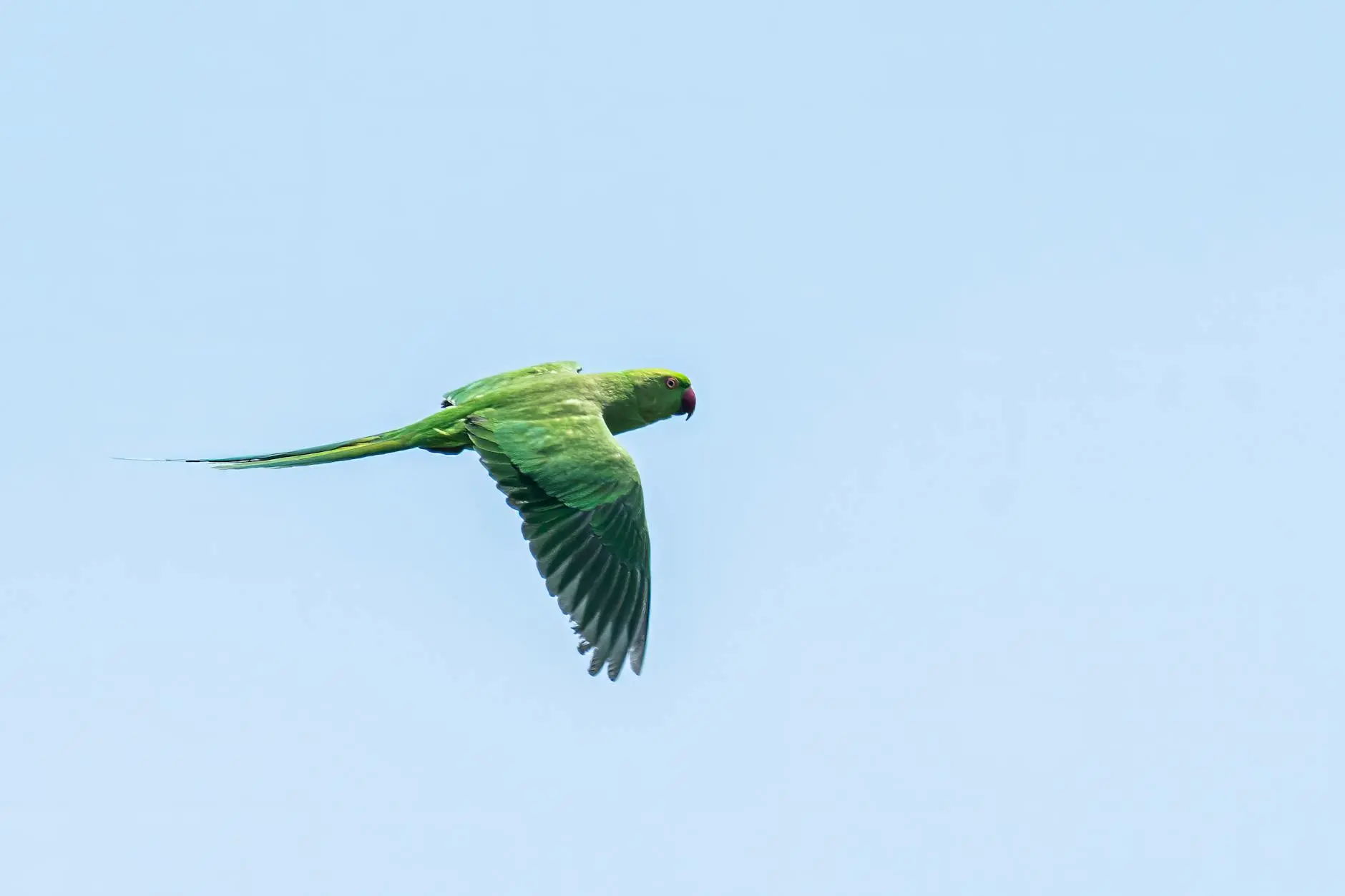How Long Do Parakeets Live? Lifespan, Care, and Key Factors Discover what truly affects parakeet lifespan, from genetics to care, and learn how to help your feathered friend thrive for years.