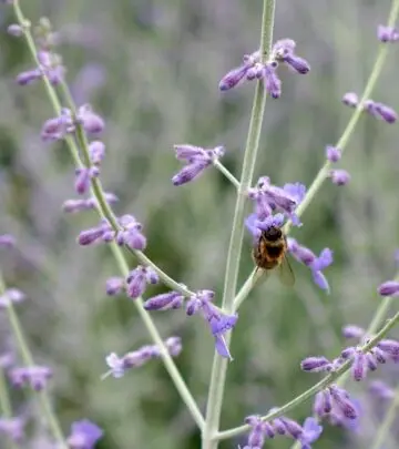 Discover the secrets to growing thriving, beautiful Russian sage in your garden, from selection and planting to care and design ideas.