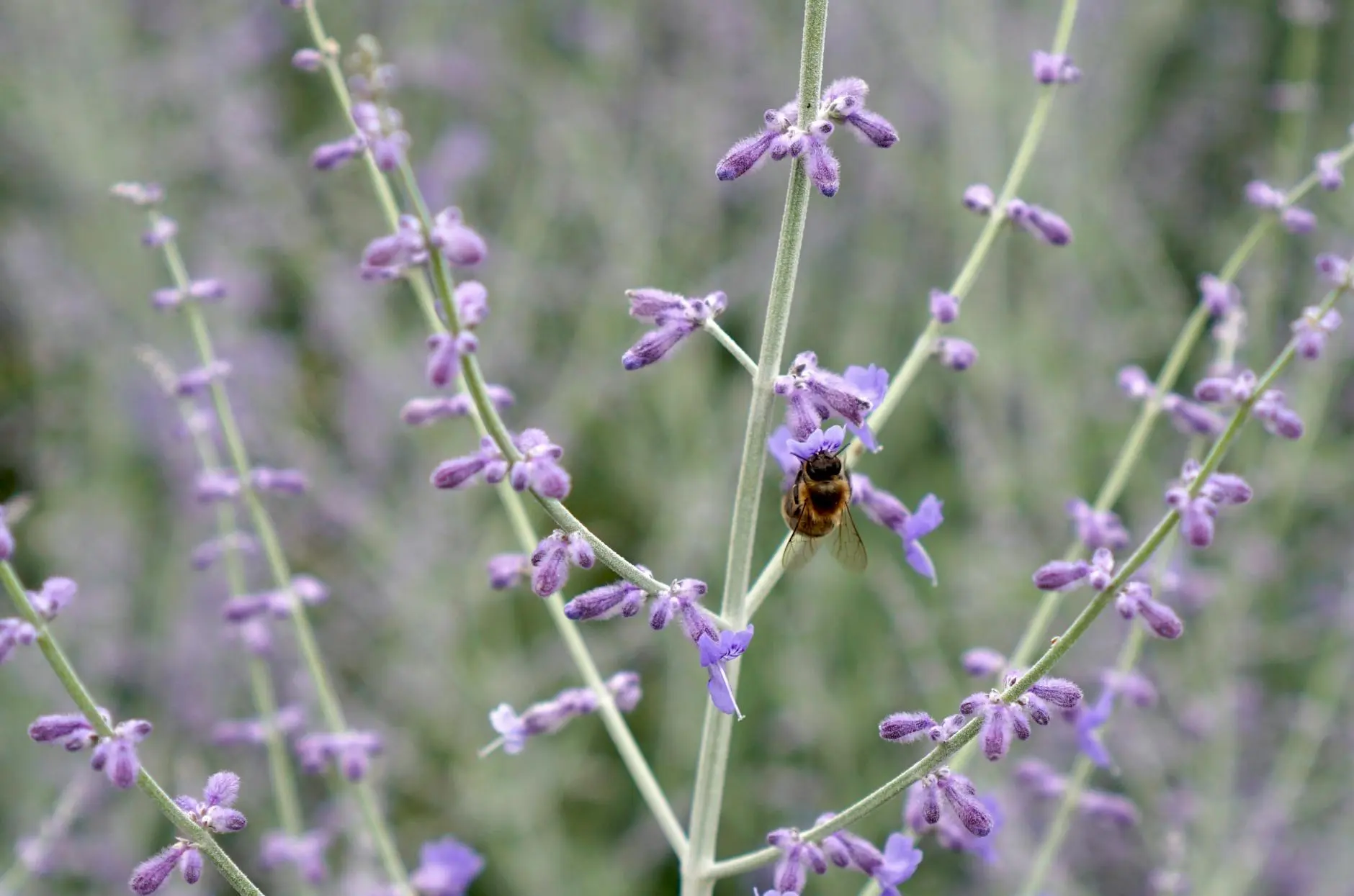 A Complete Guide to Russian Sage: Planting, Growing, and Care Discover the secrets to growing thriving, beautiful Russian sage in your garden, from selection and planting to care and design ideas.