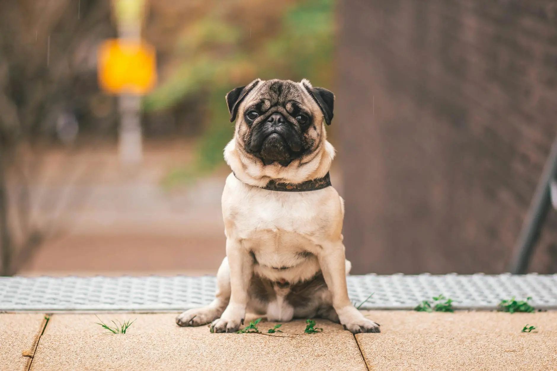 How Long Do Pugs Live? A Complete Guide to Their Lifespan and Wellbeing Understand the average pug lifespan, factors that impact their longevity, and how you can help your pug live a healthier, happier life.