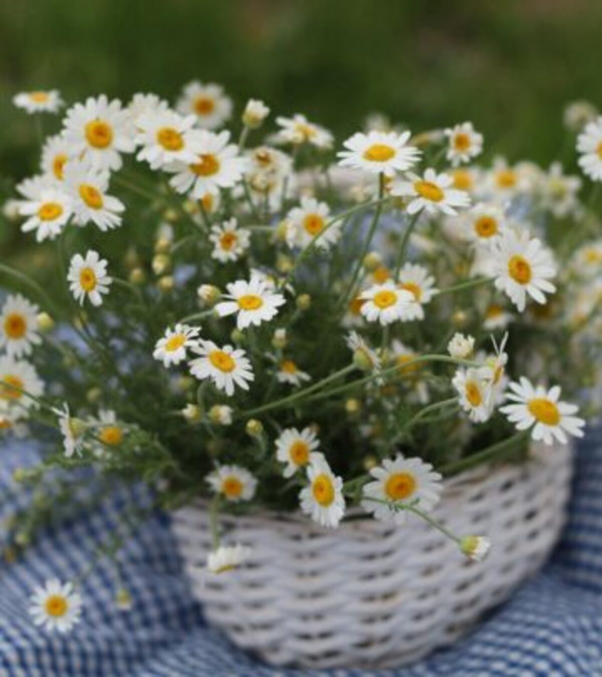 Celebrate the season of renewal with 68 uplifting spring quotes that capture the beauty, hope, and joy of new beginnings.