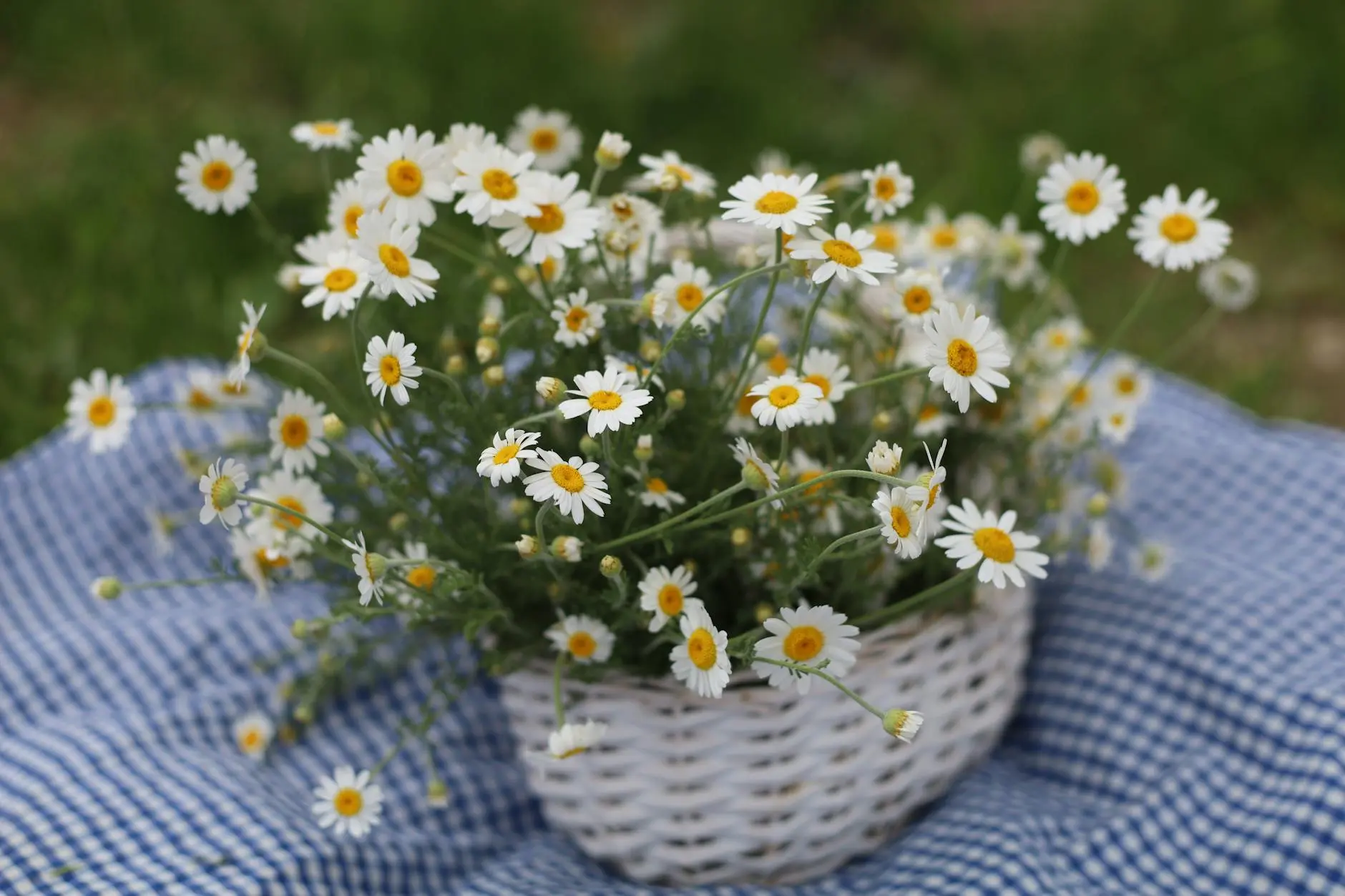 Celebrate the season of renewal with 68 uplifting spring quotes that capture the beauty, hope, and joy of new beginnings.