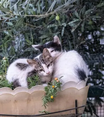 Explore the safety, health implications, and expert tips for offering olives to your feline friends safely and responsibly.