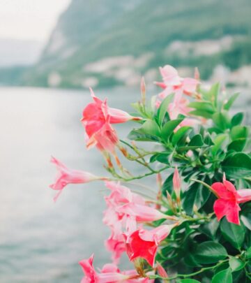 How to Grow & Care for Mandevilla Plants: A Complete Guide to Rock Trumpets