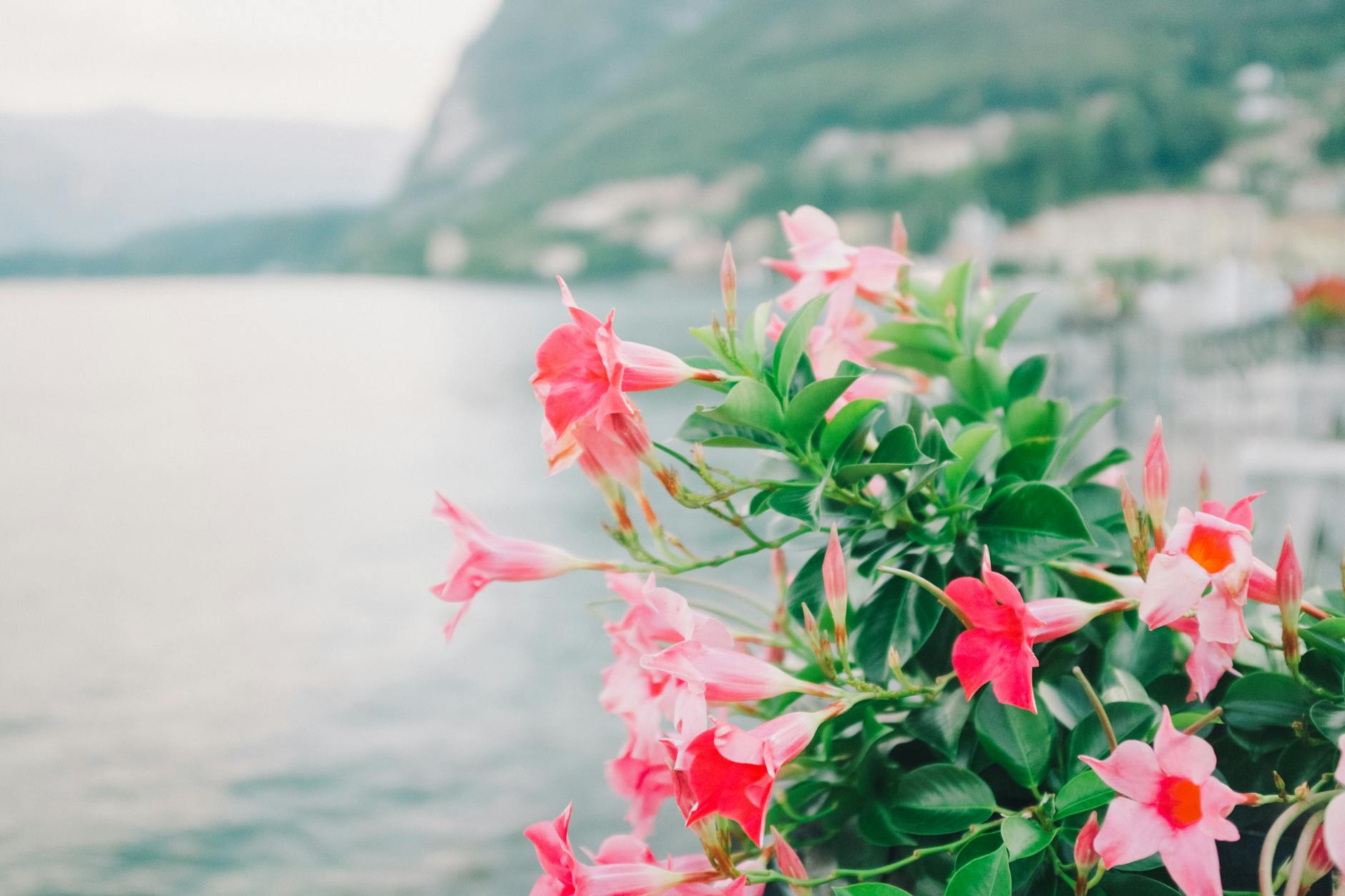 How to Grow & Care for Mandevilla Plants: A Complete Guide to Rock Trumpets How to Grow & Care for Mandevilla Plants: A Complete Guide to Rock Trumpets_image