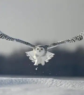 A rare orange snowy owl stuns Michigan, leaving scientists and birders baffled by its mysterious coloration.