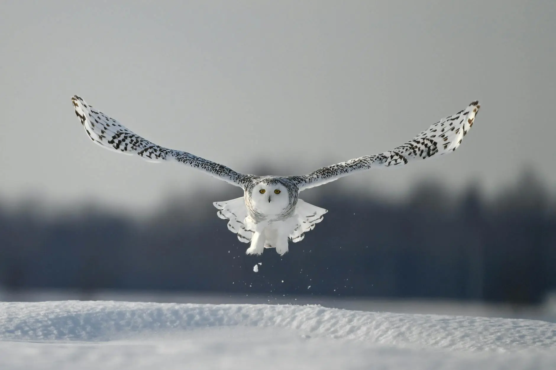 The Enigmatic Orange Snowy Owl: Decoding Nature’s Colorful Mystery A rare orange snowy owl stuns Michigan, leaving scientists and birders baffled by its mysterious coloration.