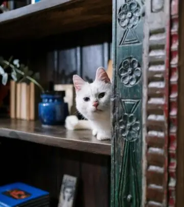 Understanding the dangers of eucalyptus plants and oils for your feline companions