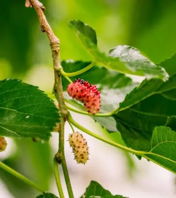 A comprehensive guide to identifying, managing, and understanding the ecological impacts of the invasive white mulberry tree in North America.