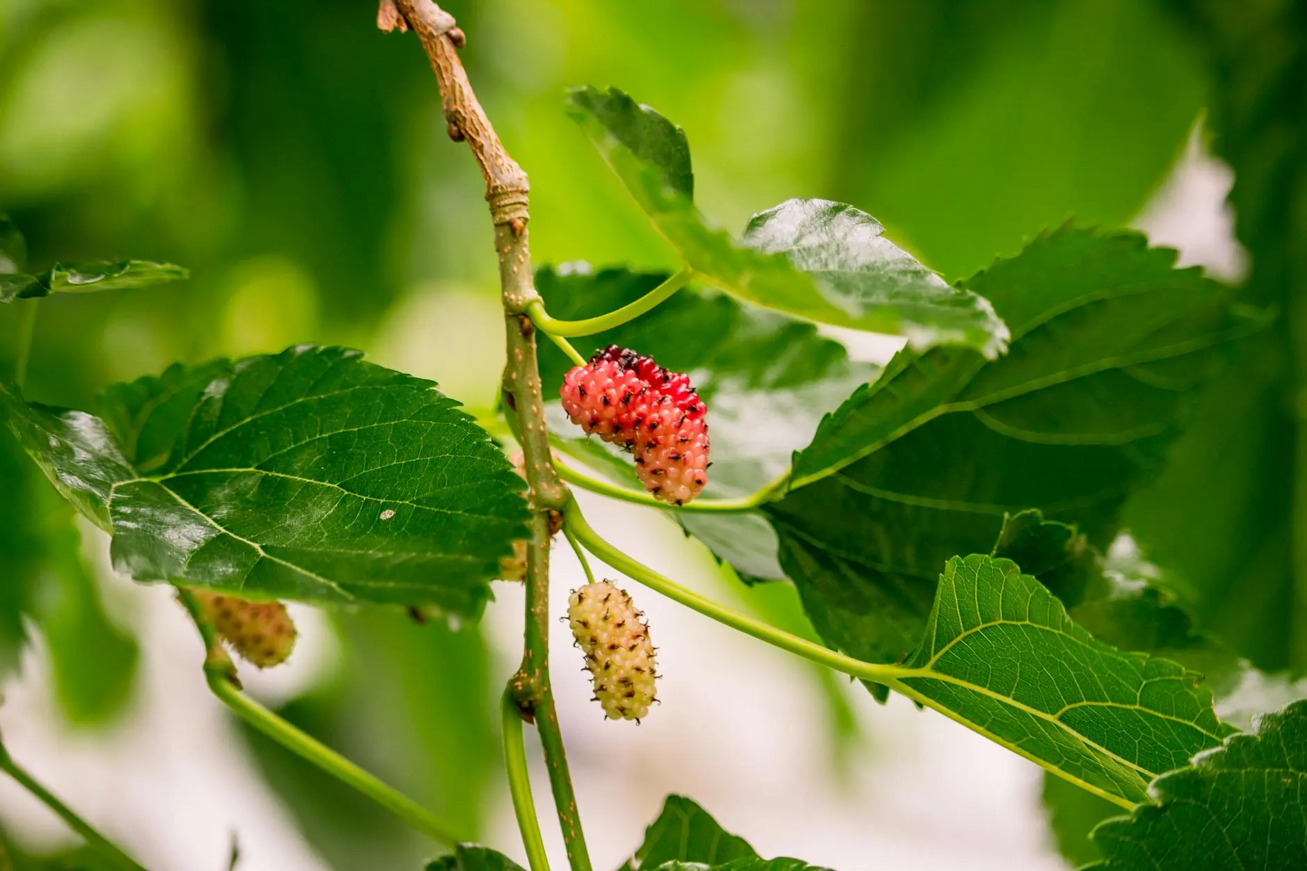 The Invasive White Mulberry Tree: Impacts, Identification, and Control A comprehensive guide to identifying, managing, and understanding the ecological impacts of the invasive white mulberry tree in North America.