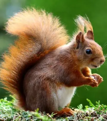 A chance encounter with an astonishingly plump squirrel delights a woman and the internet, highlighting the charm of urban wildlife.