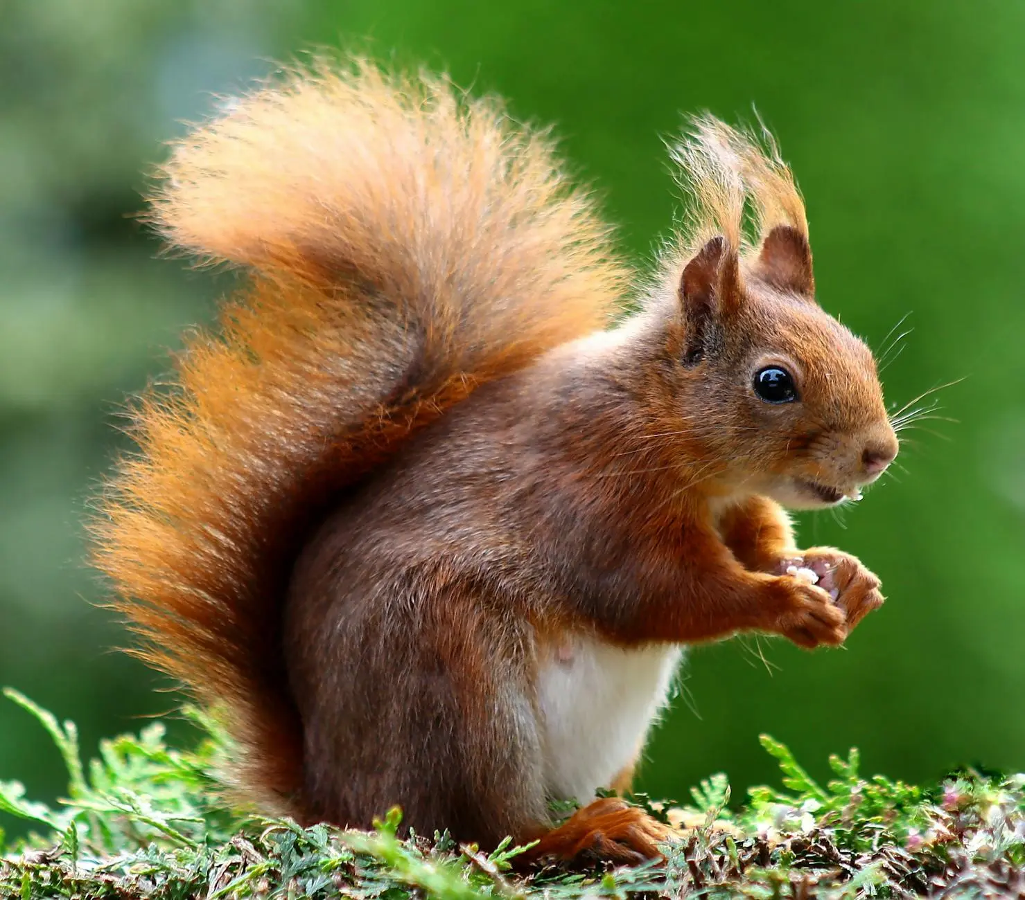 The Chubbiest Squirrel Ever: One Woman’s Hilarious Encounter A chance encounter with an astonishingly plump squirrel delights a woman and the internet, highlighting the charm of urban wildlife.