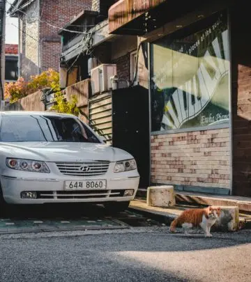 Understanding why your cat pants in the car, what it means, and how to keep them comfortable and safe on the road.