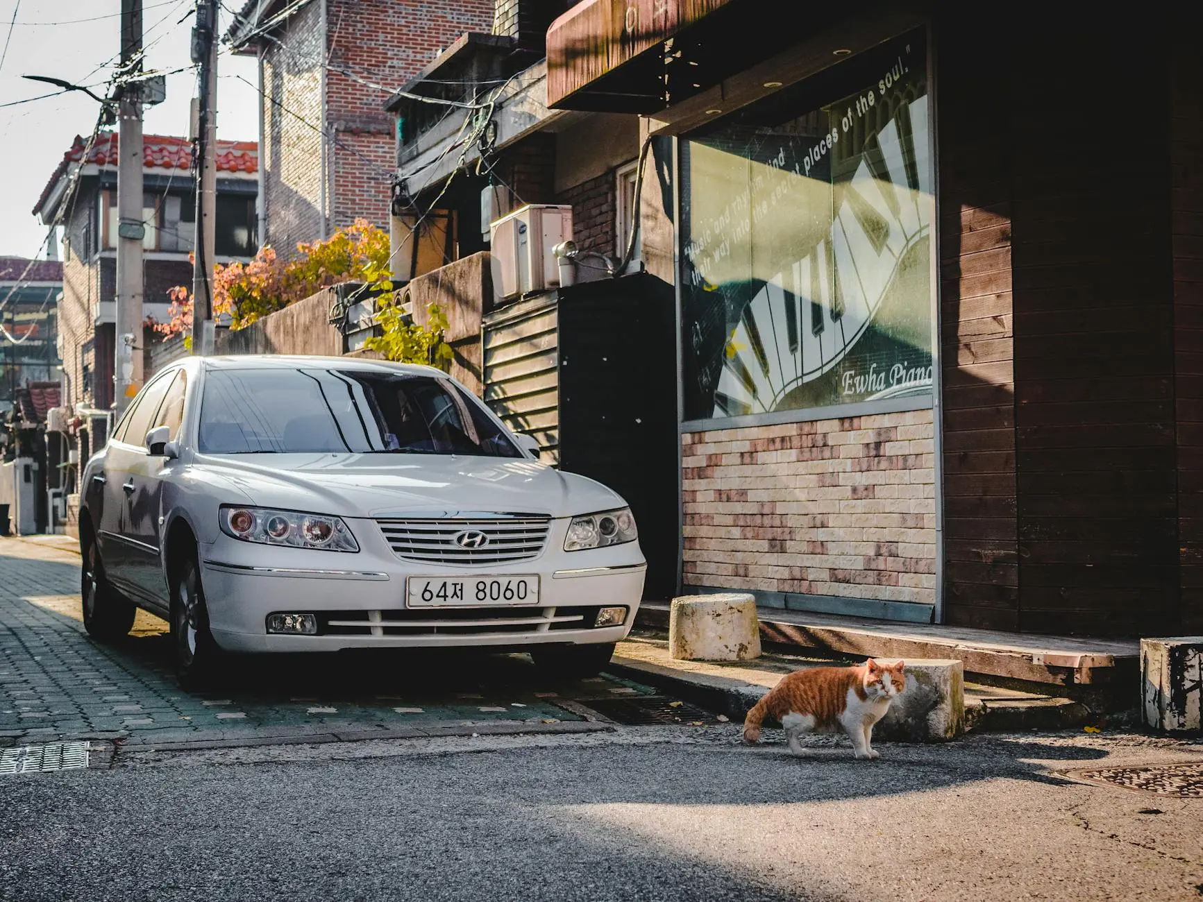 Understanding why your cat pants in the car, what it means, and how to keep them comfortable and safe on the road.