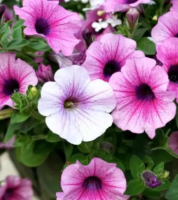 Discover the mysterious allure of black petunias: velvety midnight blooms that add dramatic flair to any garden space