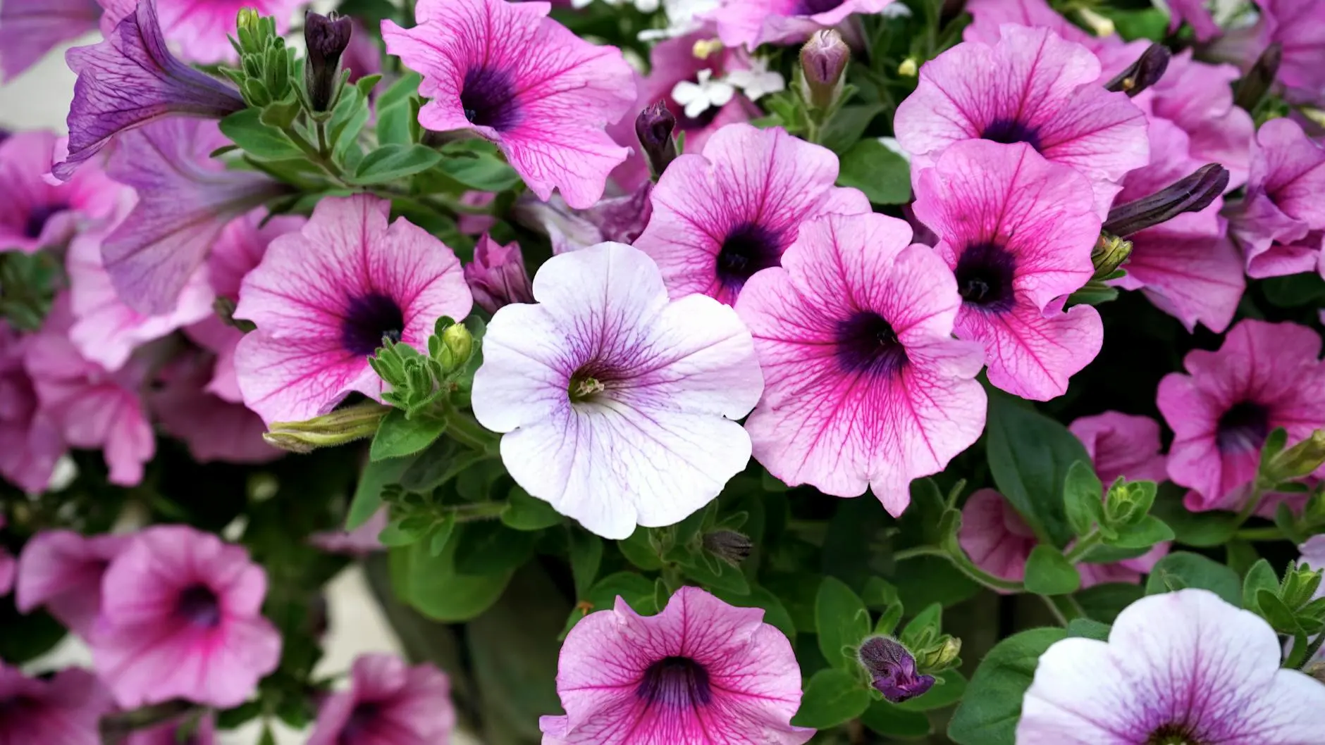 Discover the mysterious allure of black petunias: velvety midnight blooms that add dramatic flair to any garden space