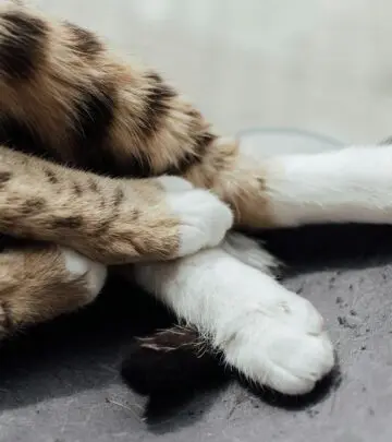 Discover the fascinating world of cat leg joints and how they contribute to feline agility
