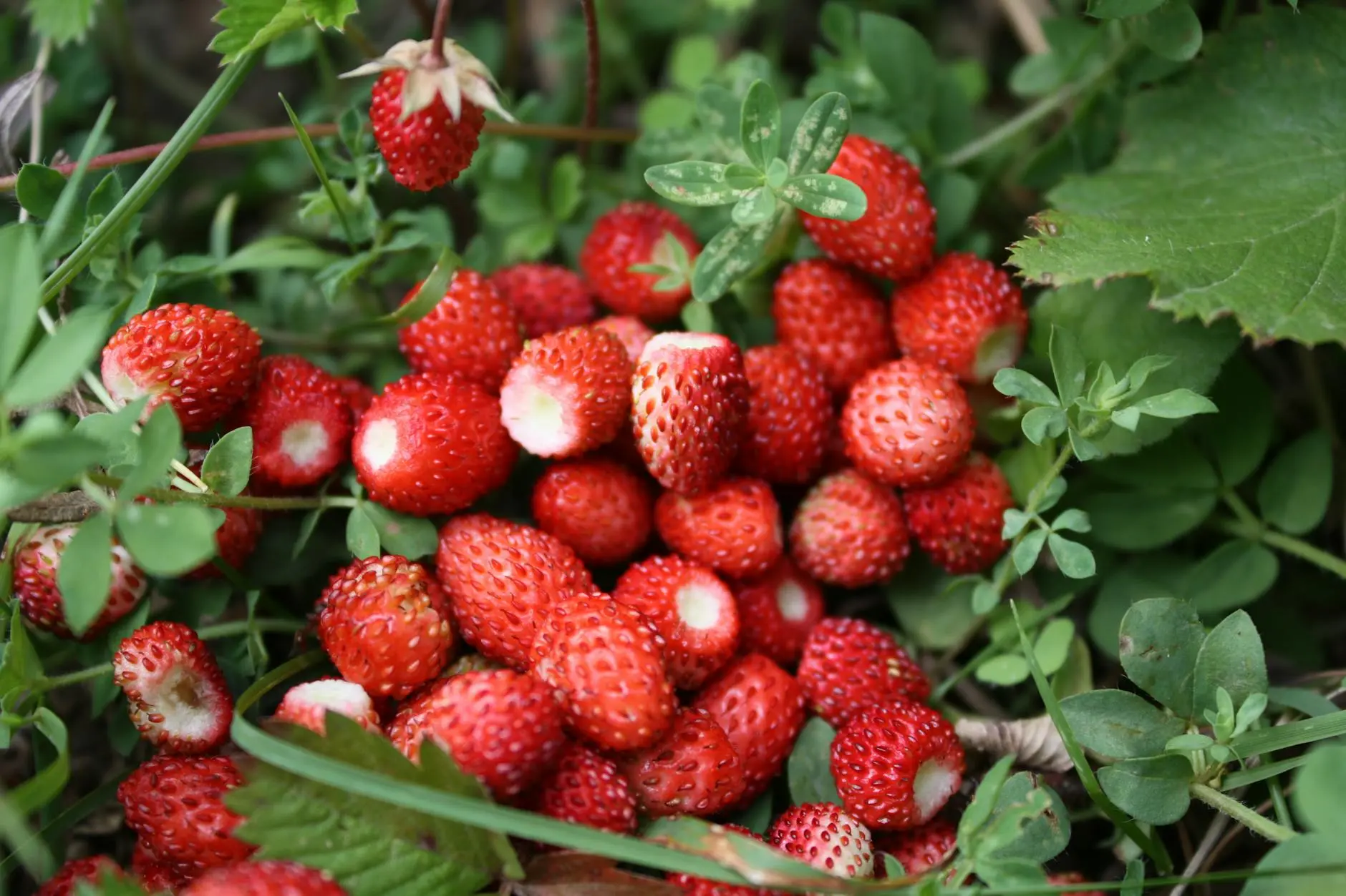 Master the art of growing sweet, juicy strawberries at home with expert tips on planting, care, and harvesting.