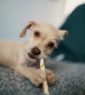Understanding the reasons behind your dog's uncomfortable habit and how to help them find relief