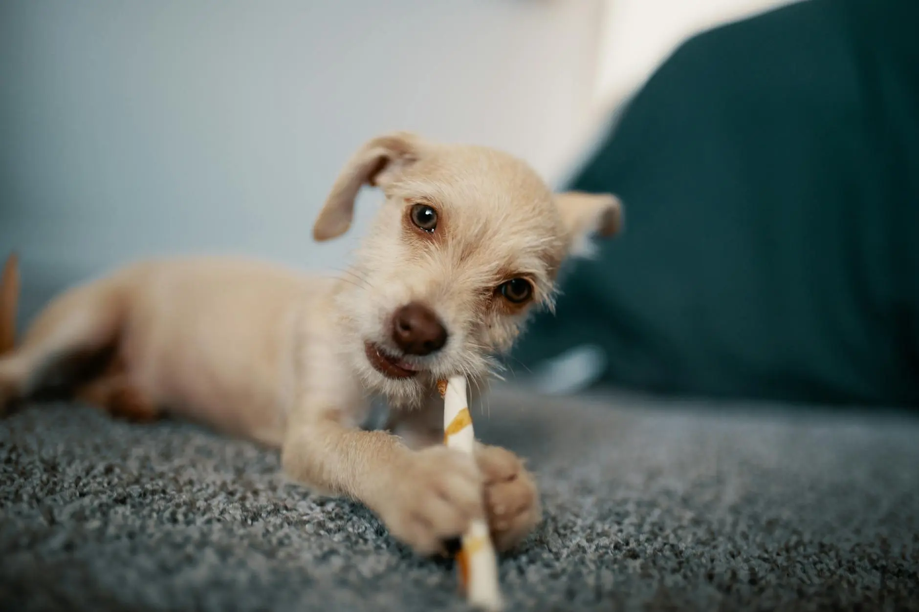 Understanding the reasons behind your dog's uncomfortable habit and how to help them find relief