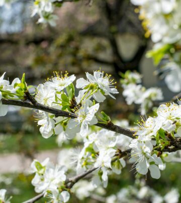 Purple-Leaf Plum Tree: Growing and Caring for Ornamental Plums