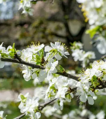 Enhance your garden’s charm with vibrant foliage and expert tips for perfect blooms.
