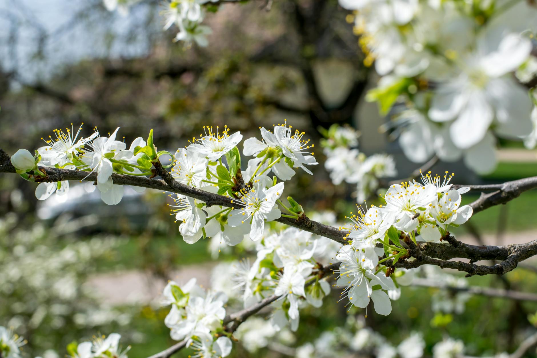 Purple-Leaf Plum Tree: Growing and Caring for Ornamental Plums Purple-Leaf Plum Tree: Growing and Caring for Ornamental Plums_image