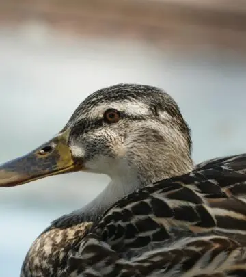 Discover hundreds of fun, cute, and unique duck name ideas for every personality and pair.