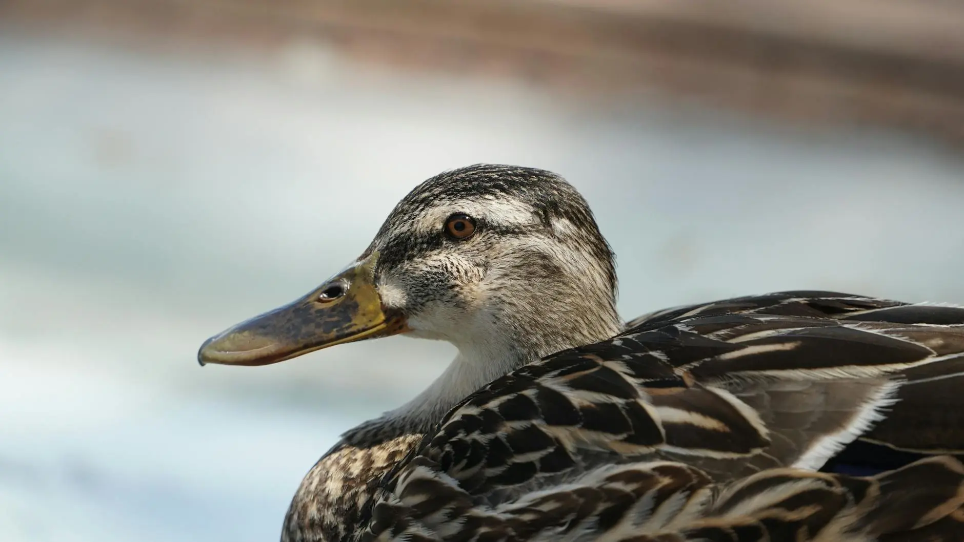 The Ultimate Guide to Duck Names: Creative Ideas for Your Feathered Friend Discover hundreds of fun, cute, and unique duck name ideas for every personality and pair.