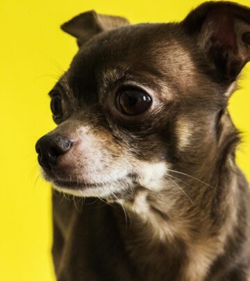 Chihuahua Dog Breed: Complete Guide to the World’s Smallest Dog