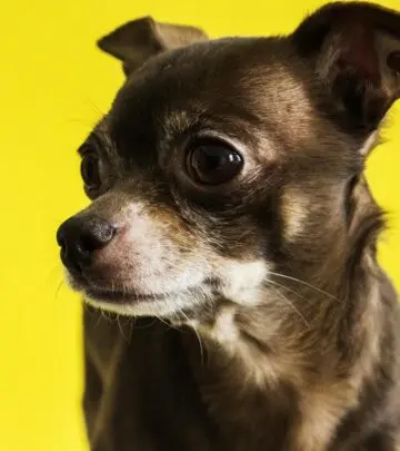 Discover tiny companions with big personalities and lifelong loyalty in this expert overview.