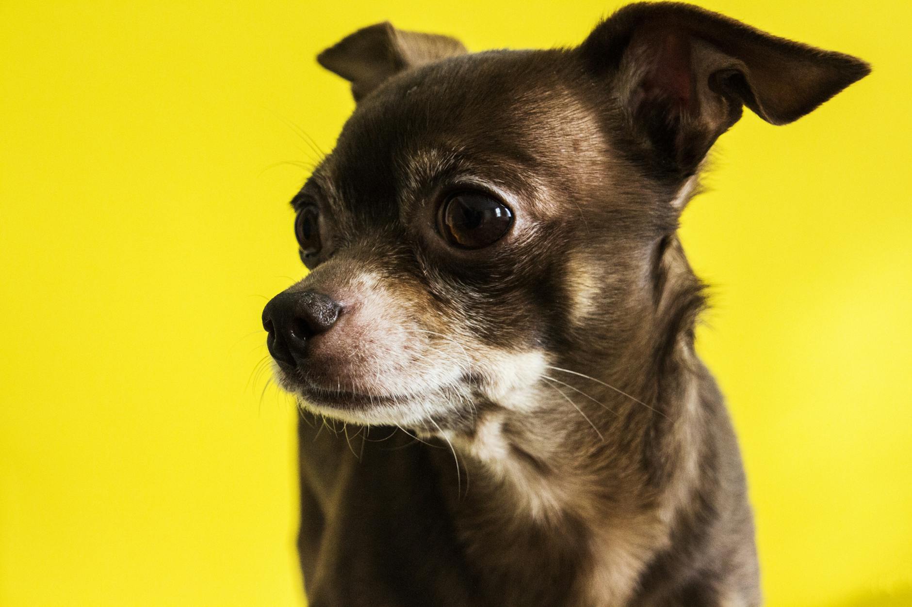Chihuahua Dog Breed: Complete Guide to the World’s Smallest Dog_image