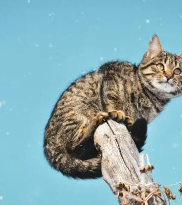 A half-frozen feline's remarkable fight for survival leads to an extraordinary second chance at life