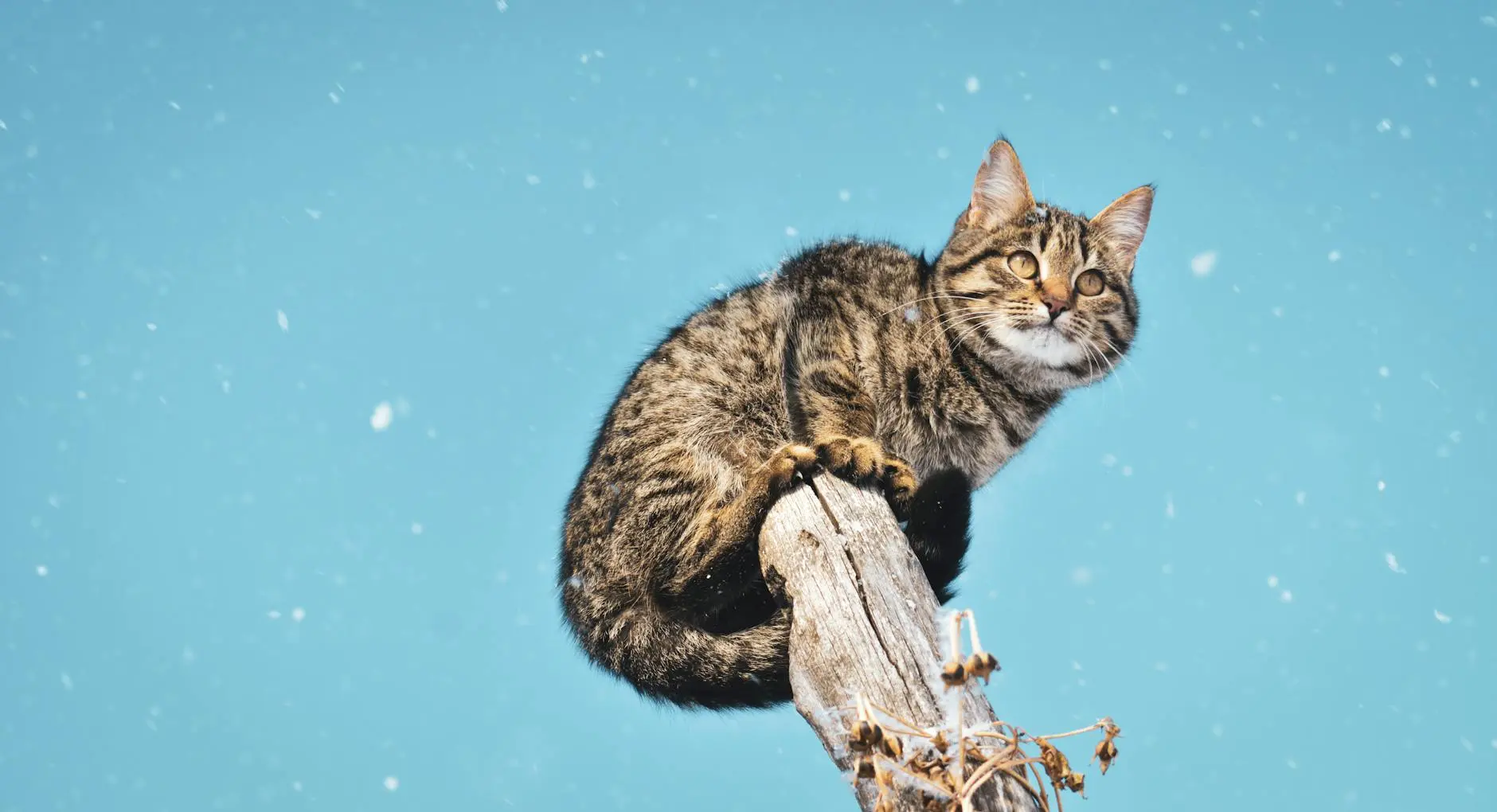 Frozen Cat’s Desperate Journey Up Snowy Driveway Ends In Miracle A half-frozen feline's remarkable fight for survival leads to an extraordinary second chance at life