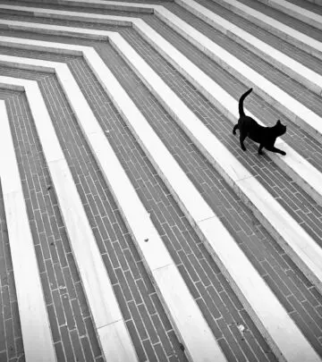 Decode your kitten’s meows—learn why they vocalize, what they need, and how to support a happy, healthy feline.